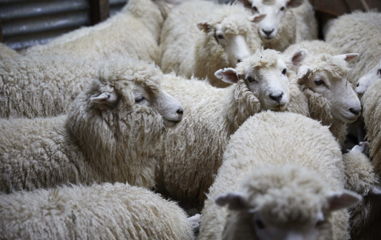 Farm Shearing 023
