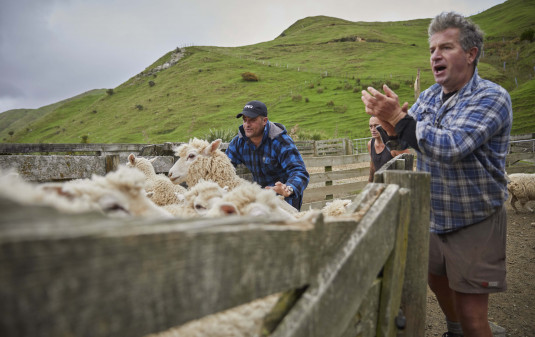Farm Shearing 070