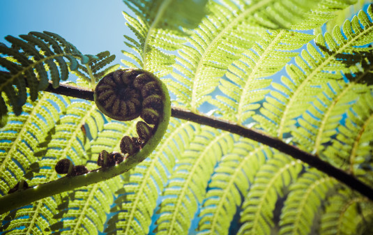 Fern