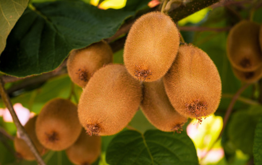 Kiwifruit