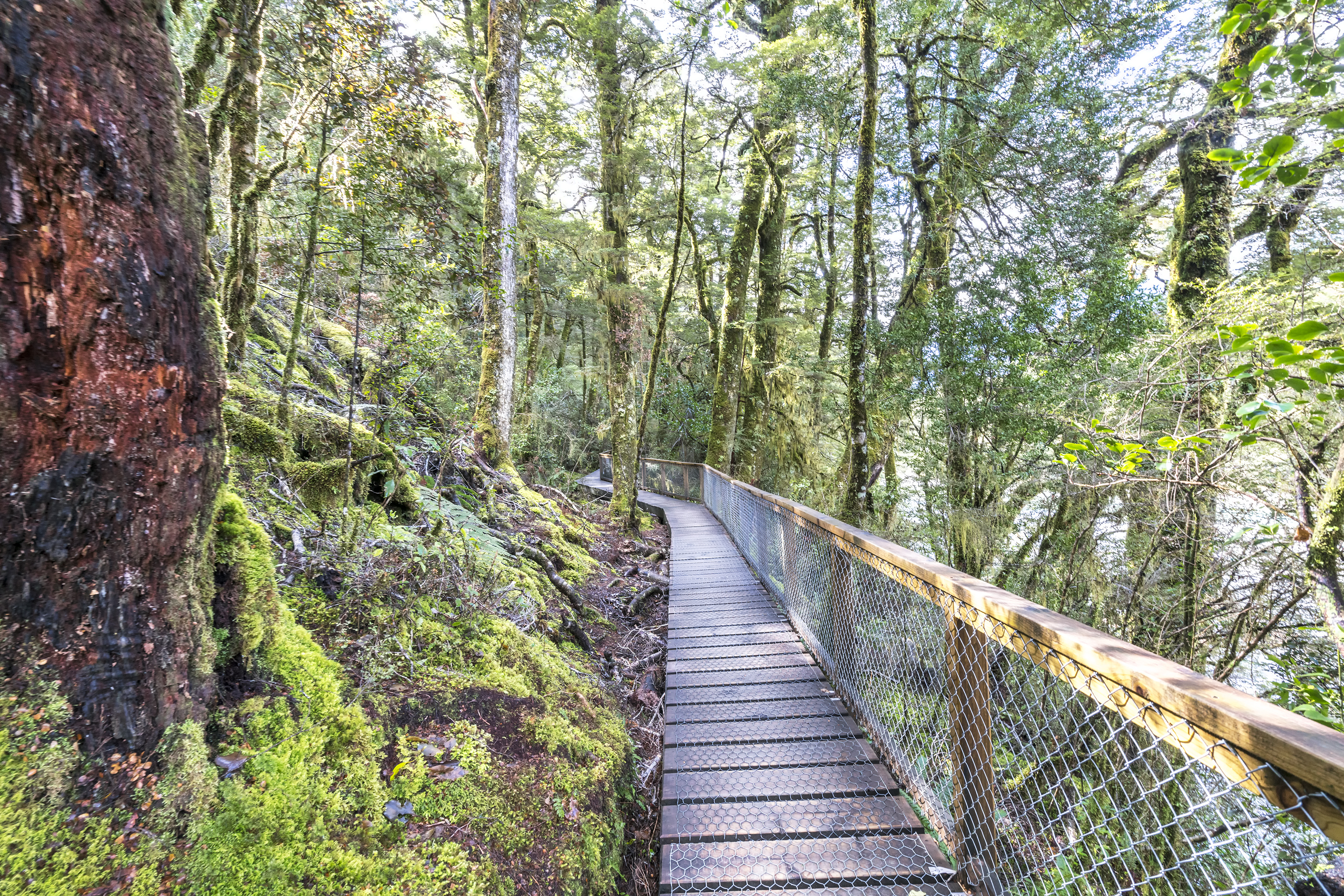 A wooden pathway through lush New Zealand forest